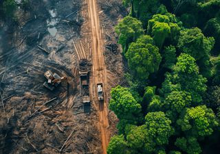 Une étude suggère que la déforestation a provoqué des changements de couleur chez certaines espèces de mouches !