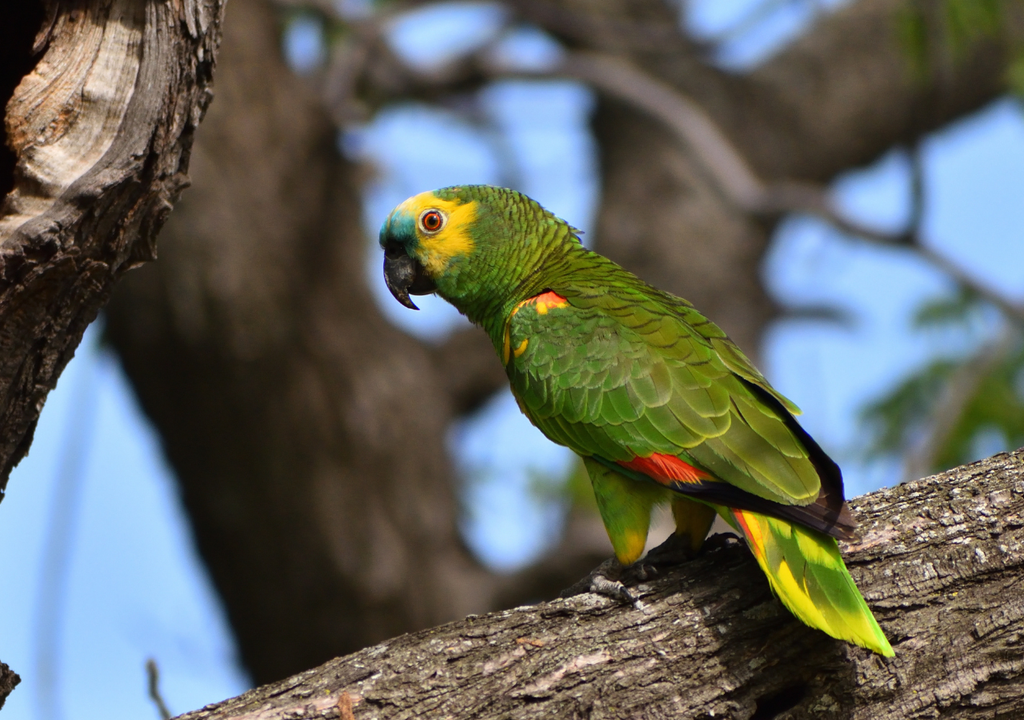 Cotorras Las cotorras se caracterizan por su resiliencia para adaptarse a ambientes fríos, a diferencias de las aves migratorias.