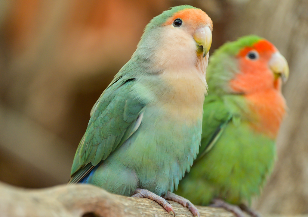 Cotorras La presencia de cotorras está asociada a la existencia de una buena biodiversidad urbana (diferentes especies de plantas, insectos y aves).