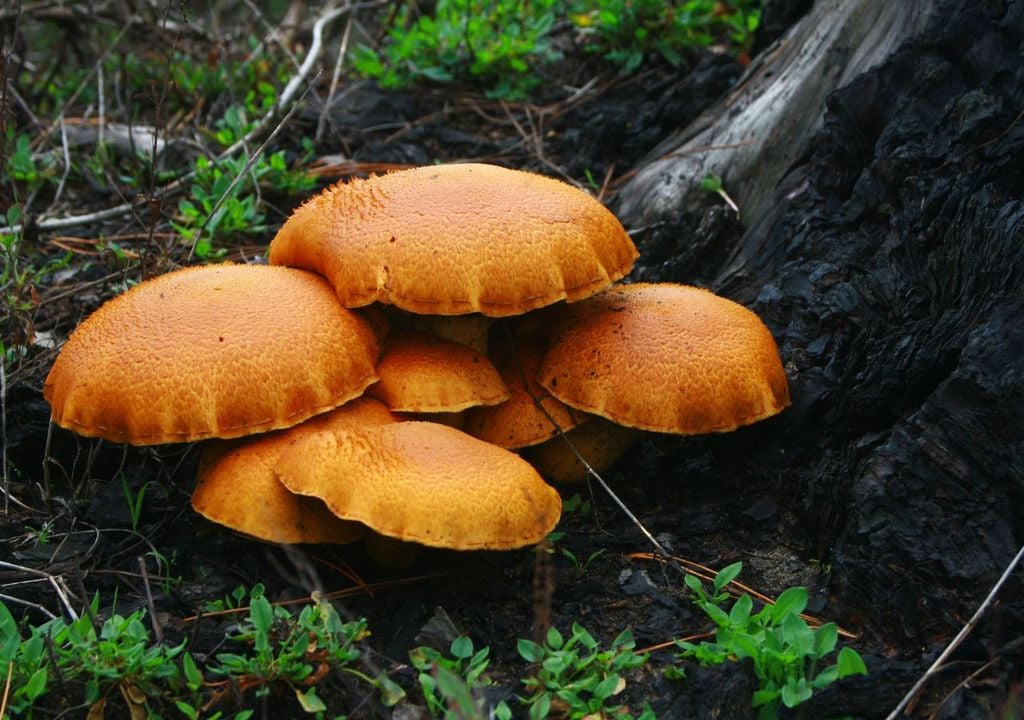 funghi