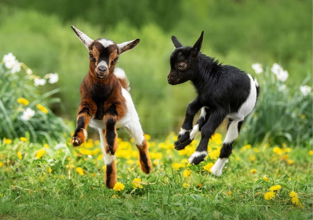 Animali felici Due giovani capre in un momento di gioco