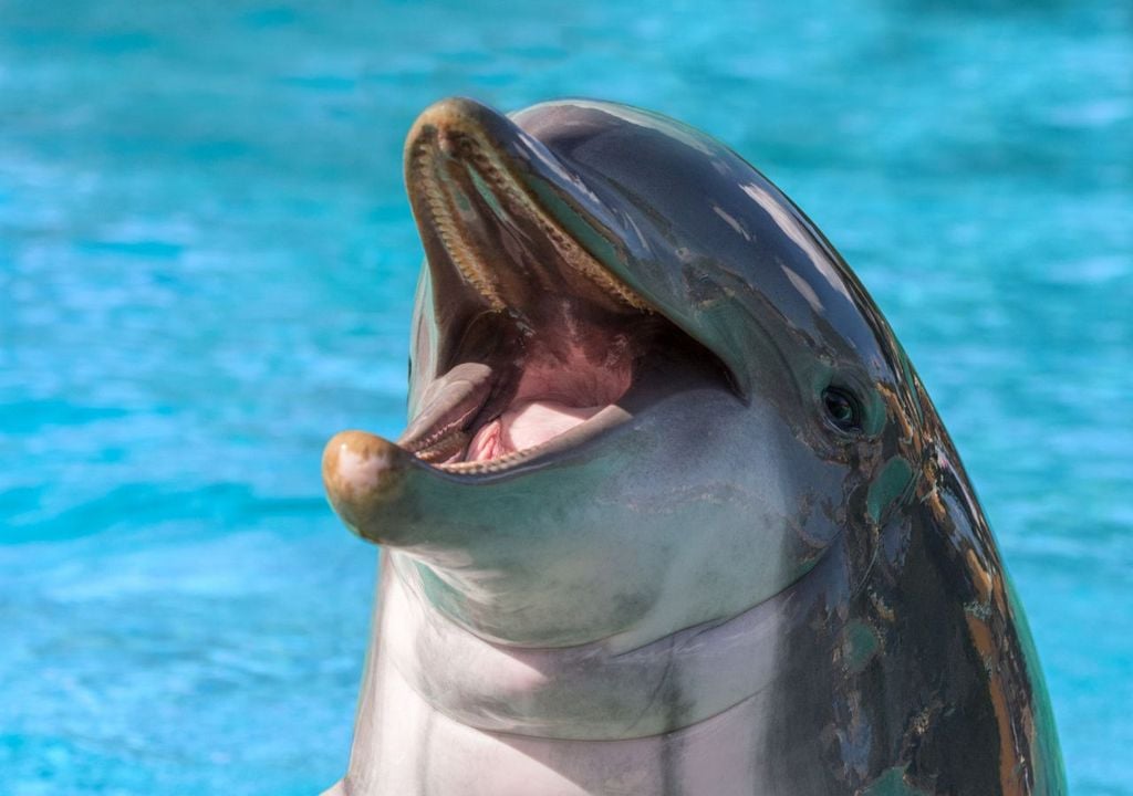 Gioia negli animali Il delfino è tra gli animali capaci di esprimere gioia con suoni simili a una risata