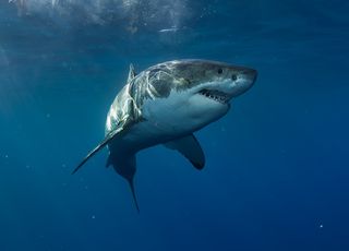 Un Grand requin blanc observé sur le littoral du Var : pourquoi est-ce une bonne nouvelle ? 