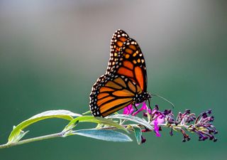 Un hallazgo en Argentina cambia la historia evolutiva de los insectos: encuentran la mariposa más antigua del mundo 