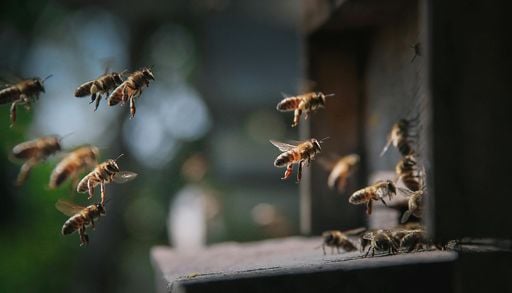 Un hongo nativo de los bosques chilenos podr&iacute;a reforzar el sistema inmune de las abejas