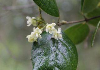 Un insecto recién descubierto amenaza las propiedades medicinales del boldo en Chile