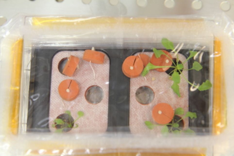 Ejemplares de arabidopsis