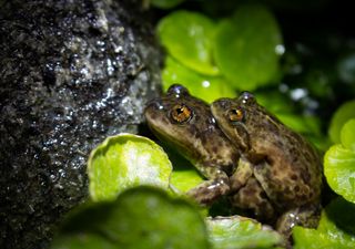 Un investigador argentino ganó el 
