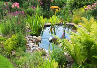Un laghetto della biodiversità nel giardino di casa o della scuola: 8 passi per costruirlo