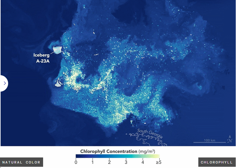 imágenes de los satélites de la NASA en color natural y realzando la existencia de fitoplancton tomadas en enero de 2026. Ver texto para detalles. NASA