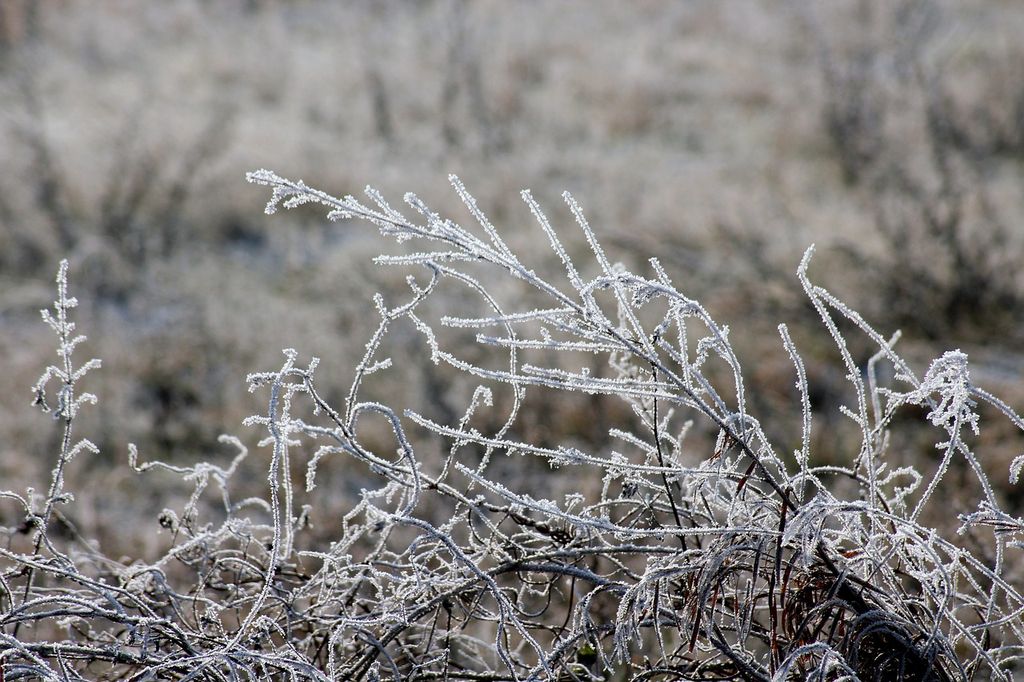 froid froid