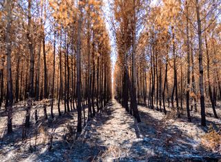 L'eucalyptus arc-en-ciel : un arbre fou aux couleurs irréelles ! – Habits  d'Arlequin