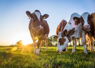 Un milliard de vaches face au réchauffement climatique : le stress thermique menace l'élevage mondial d'ici 2100 !