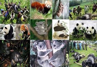 Un millón de especies se hallan en peligro de extinción