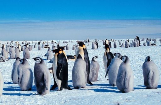 Un mundo cambiante para los ping&uuml;inos emperador en zonas de la Ant&aacute;rtida