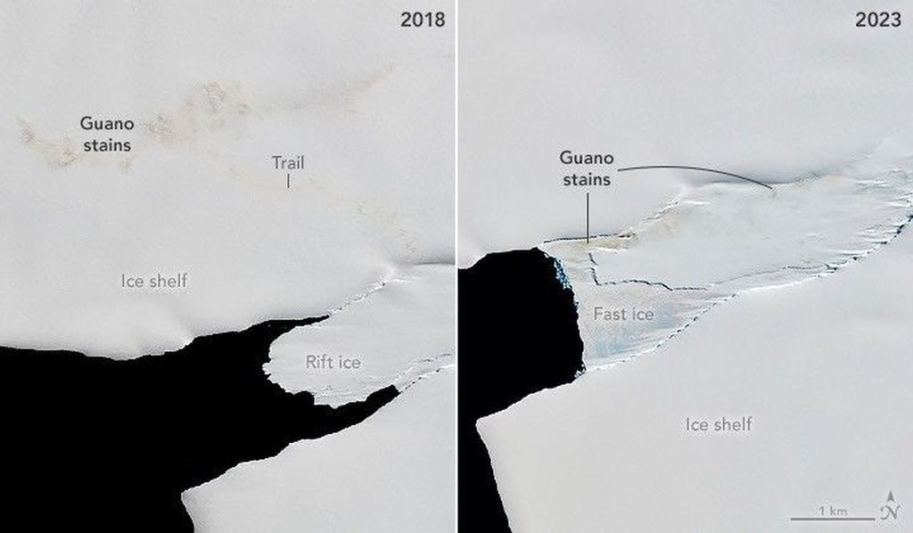 Una imagen (izquierda) muestra un largo rastro de guano que se extiende desde el hielo de la grieta hacia el norte hasta una mancha de guano más grande en una plataforma de hielo cercana en 2018. En 2023, se observan manchas de guano marrón en hielo fijo mucho más cerca de aguas abiertas, mientras que no hay rastro de la colonia de pingüinos en la plataforma de hielo (derecha). El satélite Landsat 8 capturó una imagen de la colonia SANAE con un rastro de guano que se extendía desde el hielo de la grieta hasta la plataforma de hielo el 23 de enero de 2018 (izquierda). El 4 de enero de 2023, las aves habían regresado a su área original de hielo fijo (derecha). Las imágenes combinan observaciones de luz infrarroja, roja y verde para facilitar la distinción de las manchas de guano. NASA Earth Observatory/Michala Garrison