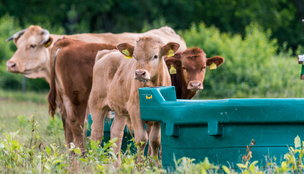 El estrés térmico en vacas puede reducir hasta 20% la producción de leche en condiciones severas.