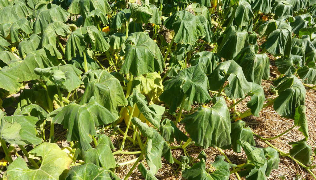Algunas plantas pueden cerrar sus estomas por calor extremo, reduciendo fotosíntesis aunque haya agua disponible.