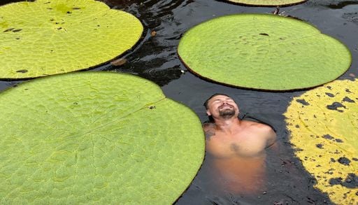 Un n&eacute;nuphar g&eacute;ant d&eacute;couvert gr&acirc;ce &agrave; Instagram : il ne resterait que 50 sp&eacute;cimens