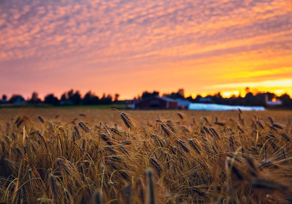 Trigo Maiz Soja Cebada Lluvia Helada