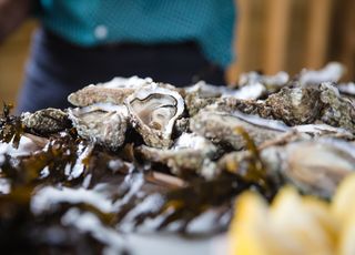 Un Noël sans huîtres ? Entre chaleurs estivales et algues vertes, les ostréiculteurs bretons tirent la sonnette d'alarme