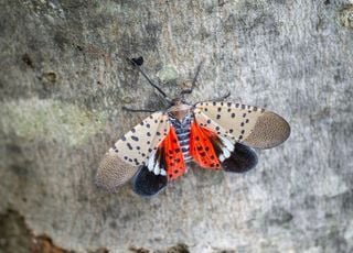 Un nouvel insecte ravageur de l'agriculture vient d'&ecirc;tre d&eacute;couvert pour la premi&egrave;re fois dans l'UE