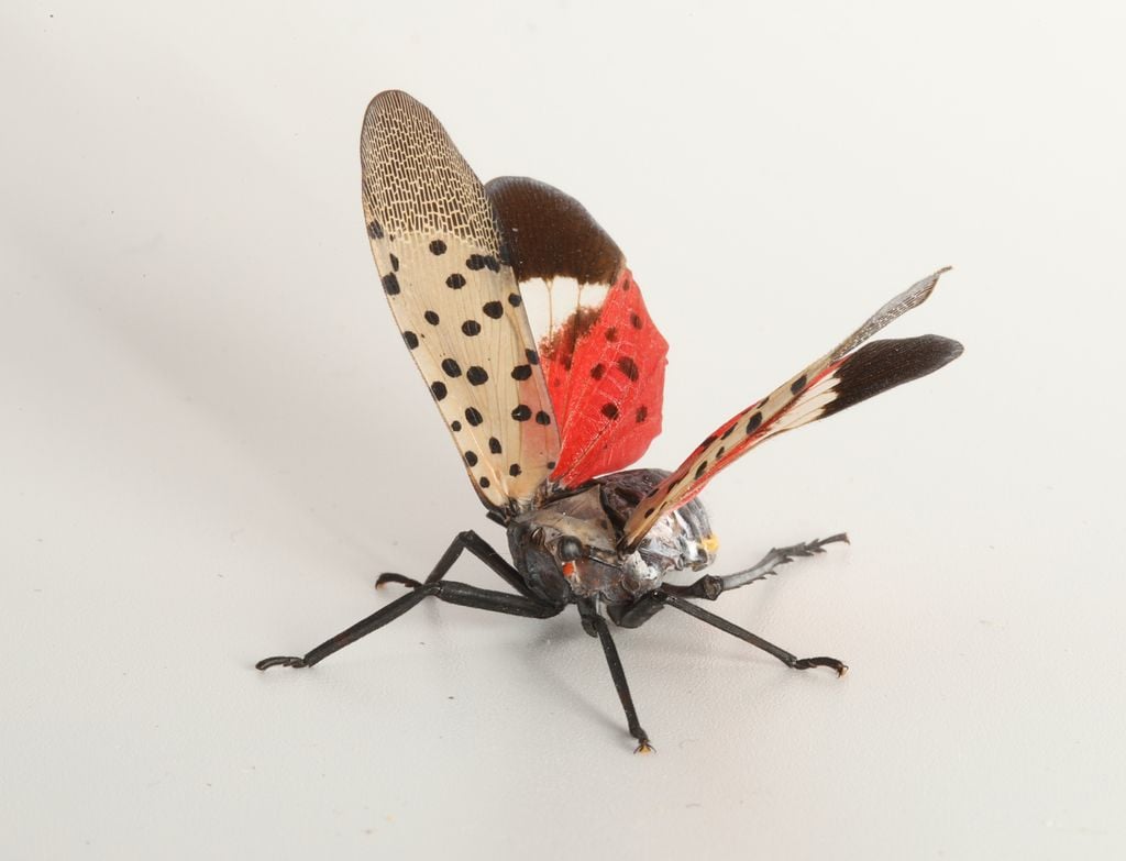 Fulgore Tacheté insecte ravageur volant nuisible Malgré de très belles ailes, le fulgore tacheté se déplace principalement en sautant.