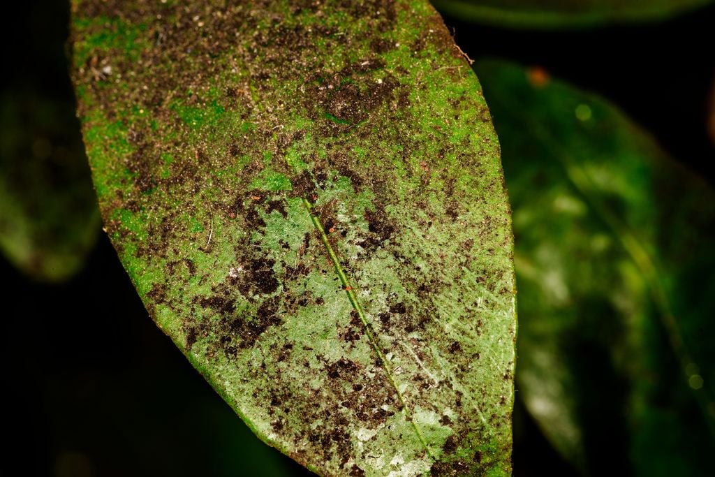 Fumagine Feuille Arbre Les fulgore tachetés produisent du millet qui favorise l'apparition de fumagine (comme ici sur la photo). Ce dépôt noir peut gravement perturber la photosynthèse des plantes.