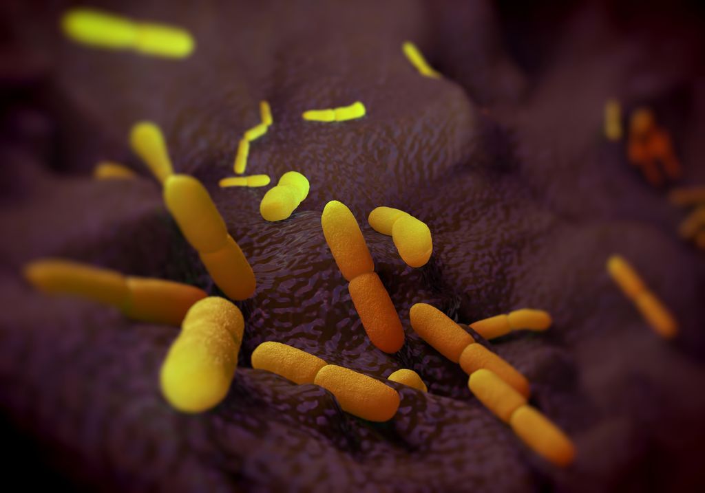 bacterias