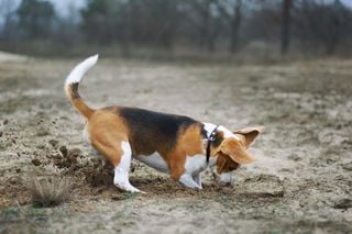 Un nuevo estudio revela que los perros podrían ser clave para detectar la fiebre del Valle en humanos