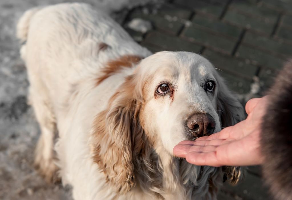 Algunos perros pueden oler varios tipos de cáncer como el melanoma, mama y gastrointestinales Algunos perros pueden oler varios tipos de cáncer como el melanoma, mama y gastrointestinales