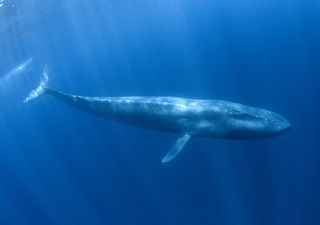 Un nuevo grupo de ballenas azules fue descubierto gracias a su canto