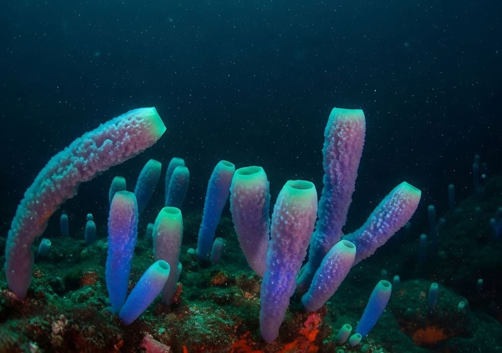 Esponjas marinas Esponjas marinas