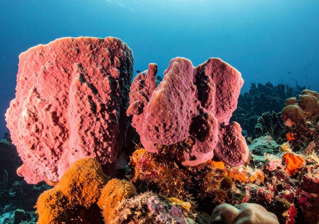 Esponja marina Esponja marina