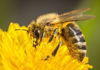 Una strategia alimentare per salvare le api: la scoperta che pu&ograve; preservare gli ecosistemi a rischio