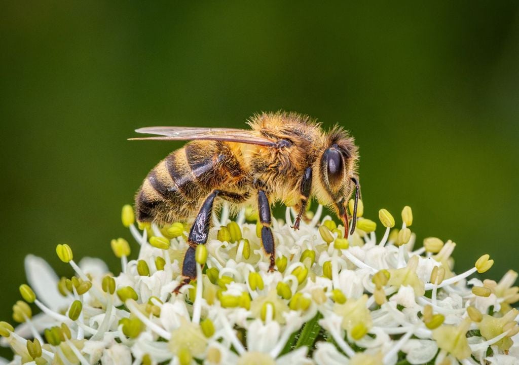 Le api traggono dal polline molti dei nutrienti fondamentali per la loro vita e per la loro riproduzione
