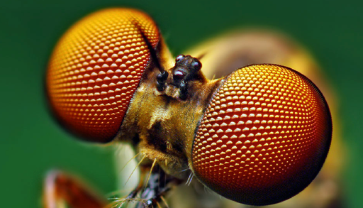 Un &ldquo;occhio di mosca&rdquo; a difesa della Terra: il telescopio FlyEye prende forma sulle Madonie