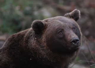 Jugé "dangereux", cet ours a été abattu dans les Alpes italiennes !