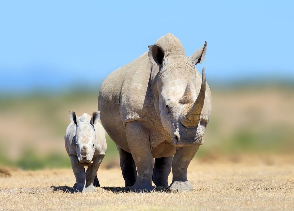 Rhinocéros blanc du Nord Kenya