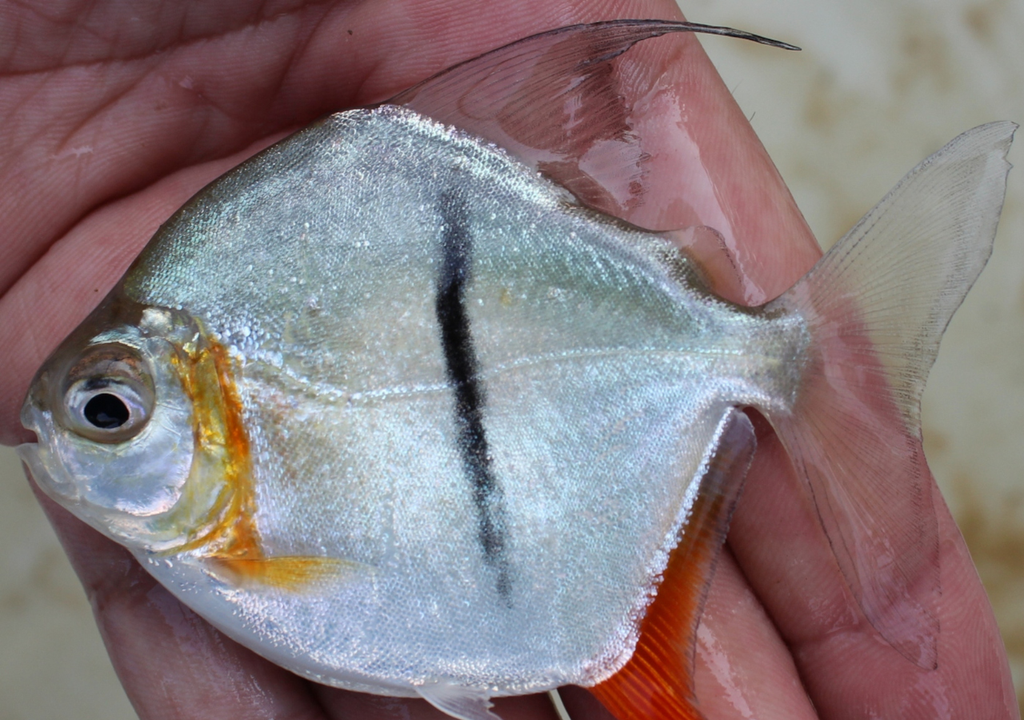 Tolkien; Tierra Media; taxonomia; especie; biodiversidad; Amazonas