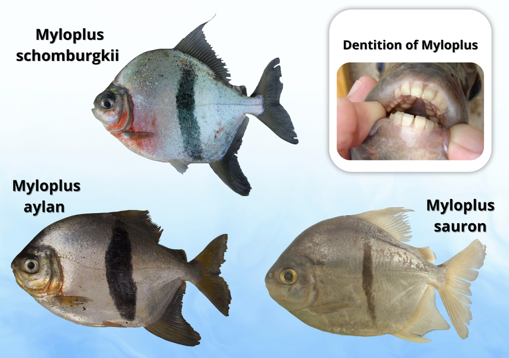 peces; agua dulce; biodiversidad; Amazonas; Brasil; río