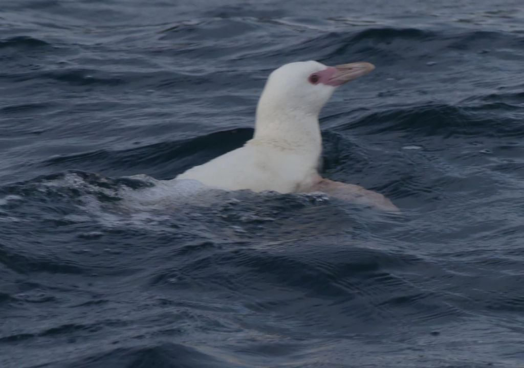 Se trata del primer caso formalmente registrado en Chile —y en esta región— de un ejemplar de la especie con una coloración albina o similar. Créditos de la imagen: UCSC.