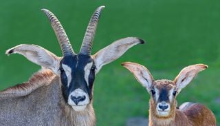 Un progetto di de-estinzione potrebbe riportare in vita l’antilope azzurra e altri animali scomparsi usando il DNA
