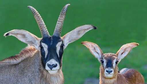 Un progetto di de-estinzione potrebbe riportare in vita l&rsquo;antilope azzurra e altri animali scomparsi usando il DNA