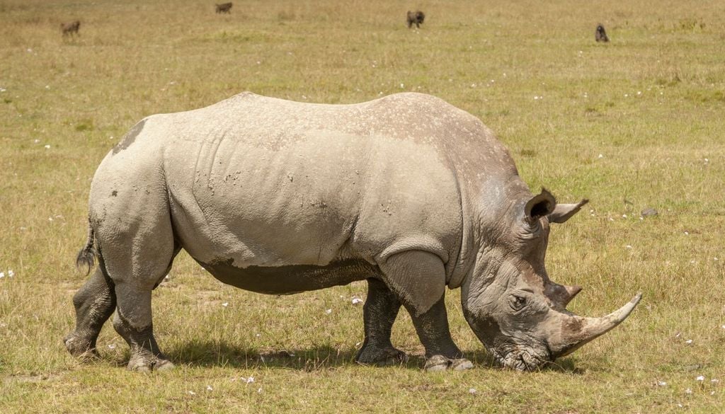 Il rinoceronete bianco è estinto dal 2018 a causa del bracconaggio