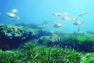 Un proyecto europeo para crear modelos de ecosistemas marinos vanguardistas