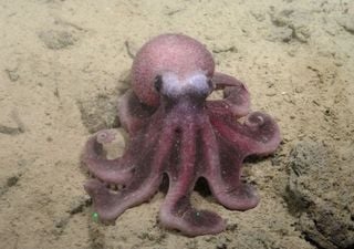Un pulpo desconocido en el Pac&iacute;fico chileno: as&iacute; se descubri&oacute; una nueva especie tras d&eacute;cadas de pistas cient&iacute;ficas