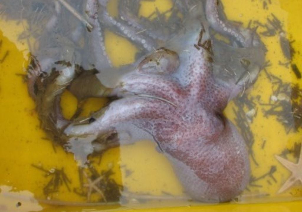 En este estudio, los investigadores usaron la taxonomía para comparar minuciosamente las ventosas, las verrugas de la piel y la genética de los ejemplares guardados en museos. Créditos imagen: UNAB.