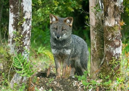 Un rayo de esperanza para el zorro chilote: ya es oficial el plan que busca salvarlo de la extinción
