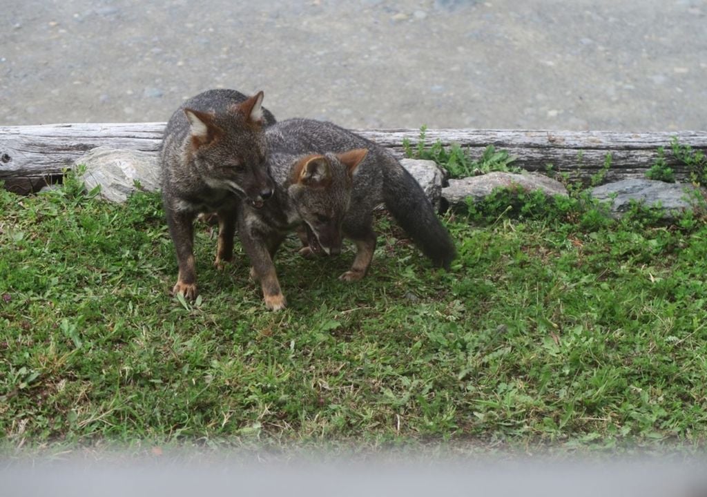 zorros chilotes zorros chilotes